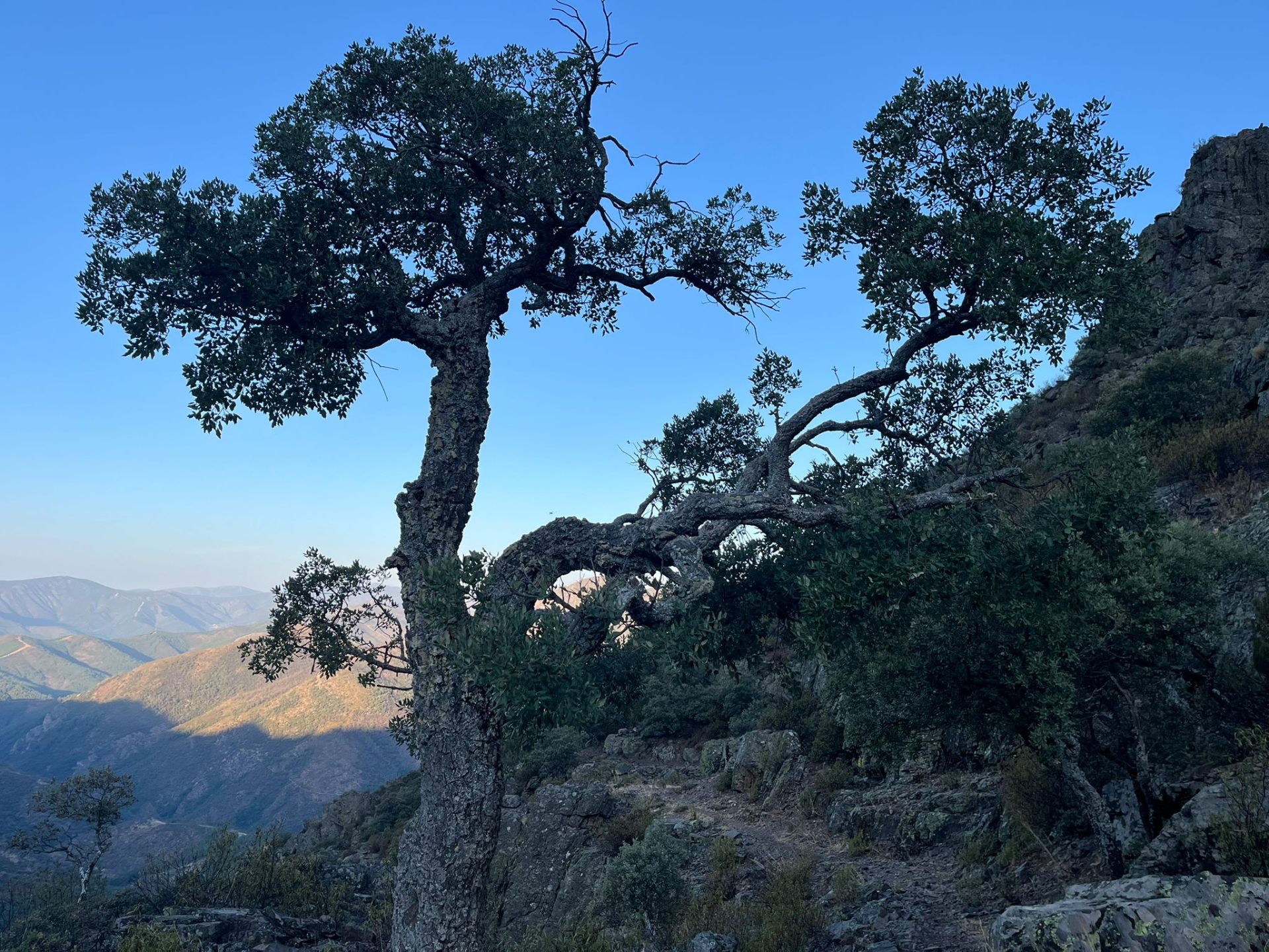 Encina centenaria en la sierra