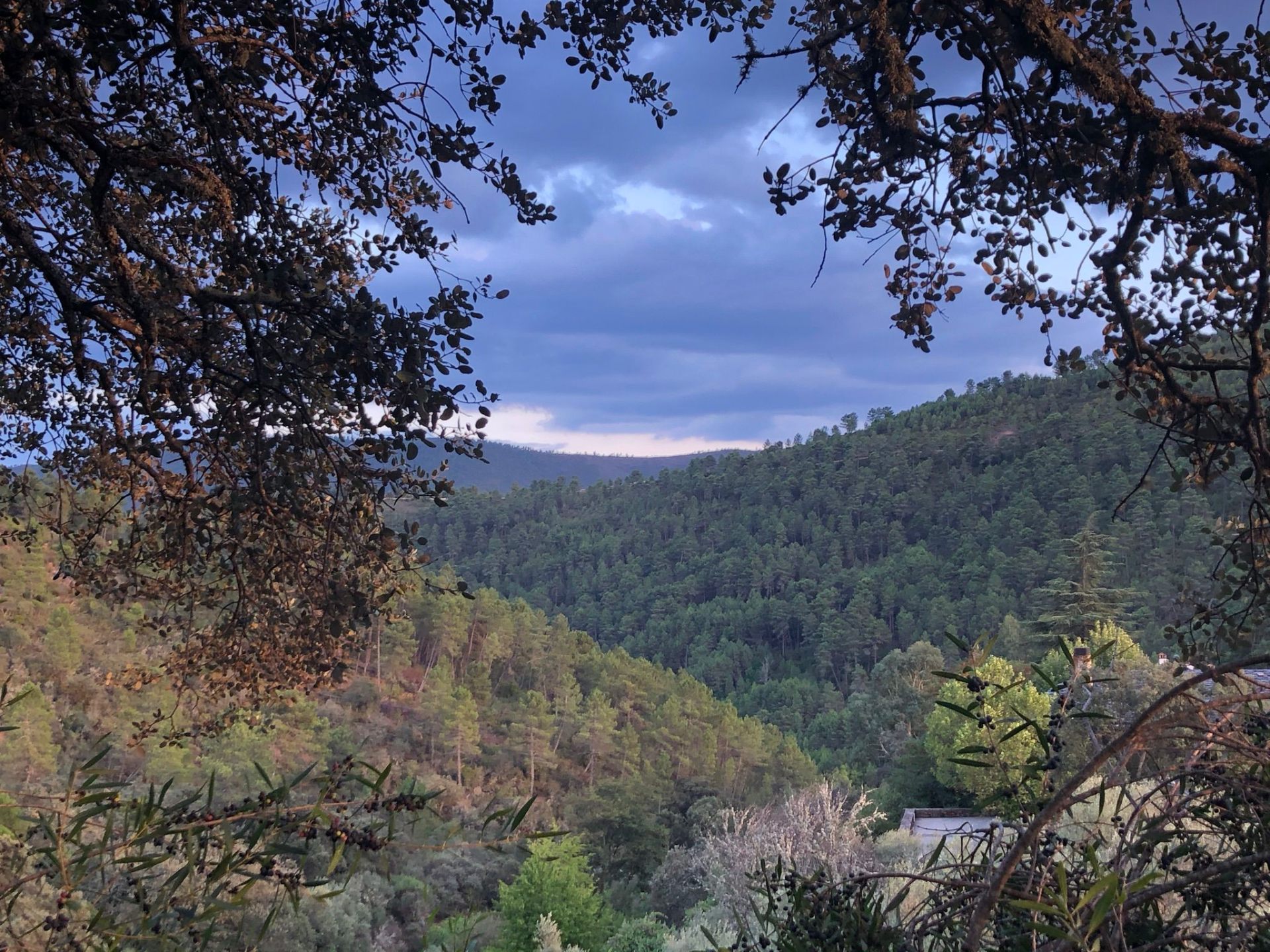 Valle de bosques frondosos