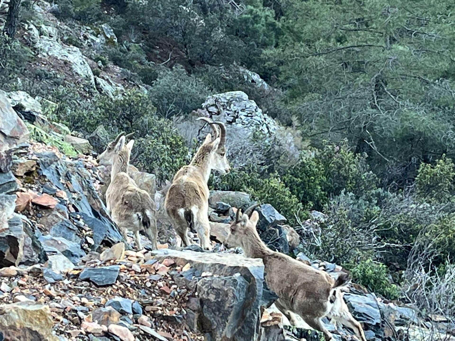 Familia de cabras montesas