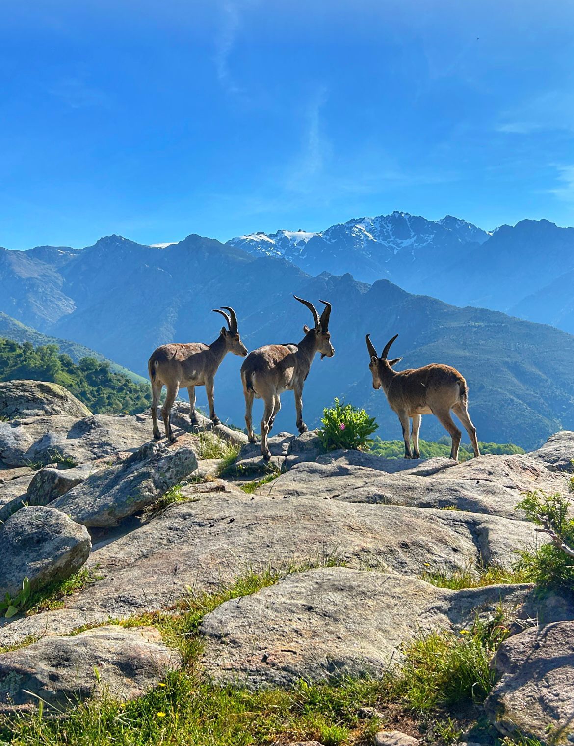 Cabras montesas en las cumbres